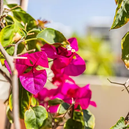 Flor De Sal Seaview Apartment *